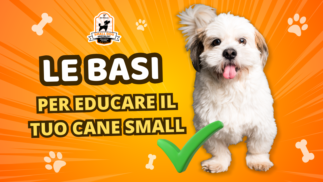 come educare un cane di taglia piccola