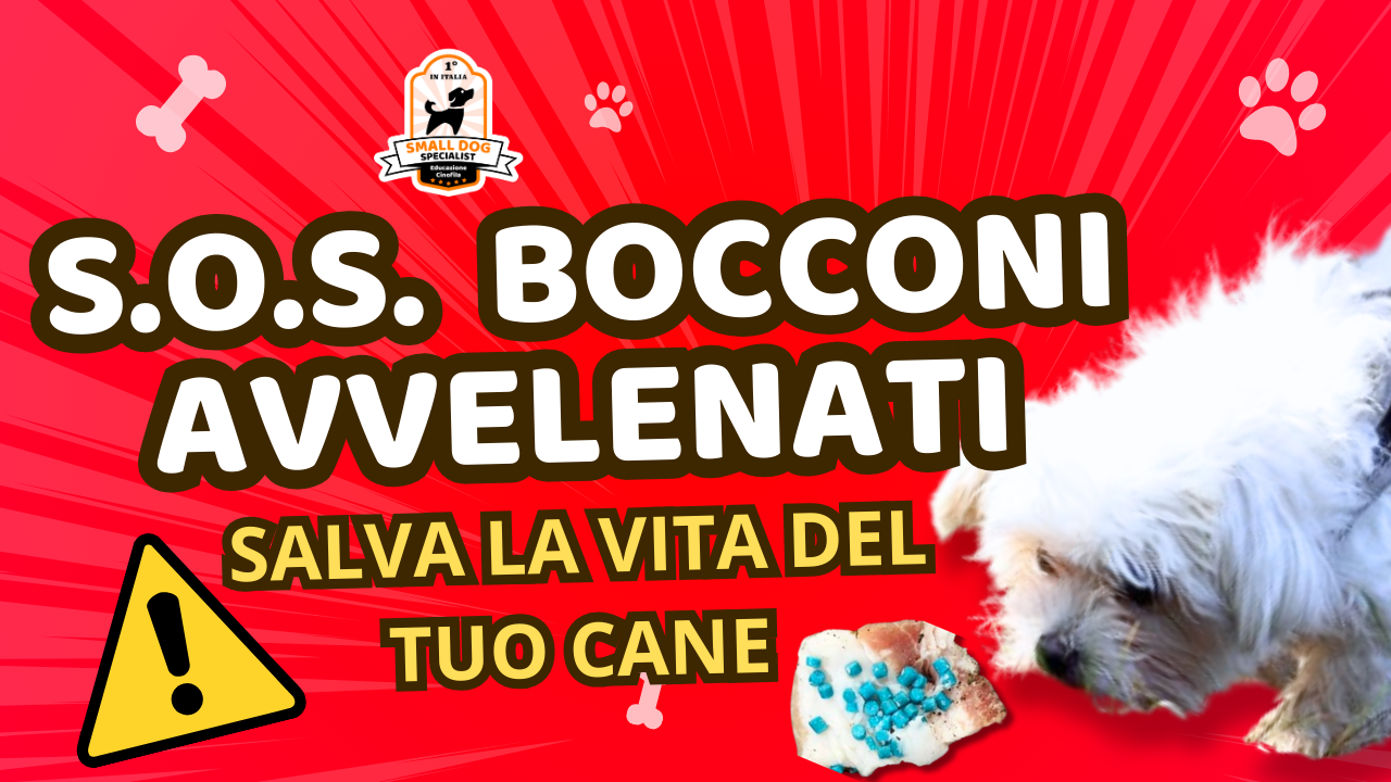 corso anti avvelenamento cane bocconi