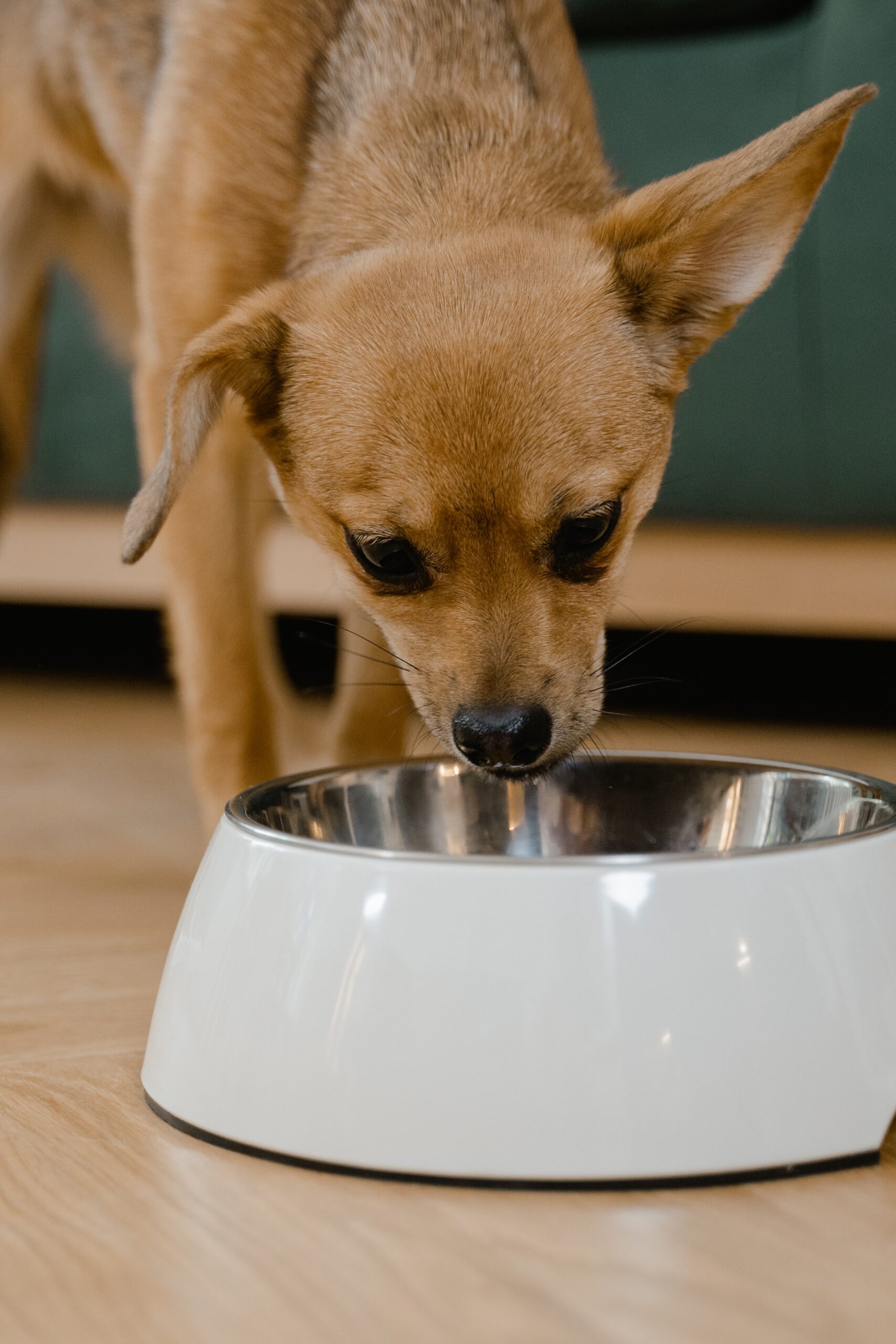 come scegliere la pappa per il cane di piccola taglia