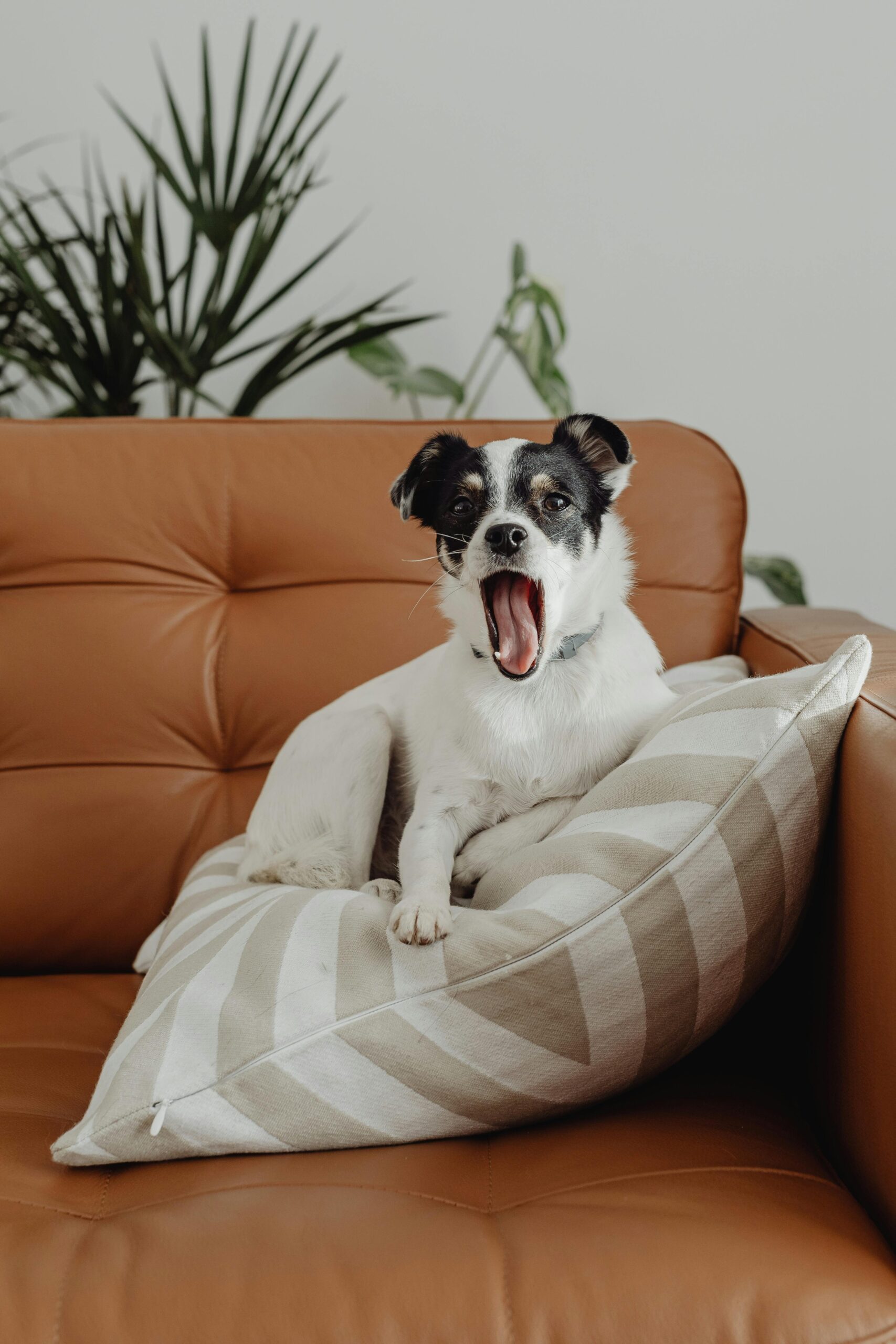 come abituare il cane a stare a casa da solo