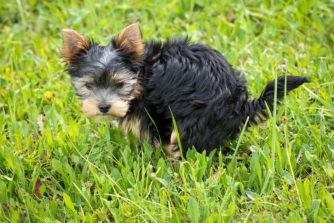 cane bisogni ovunque come risolvere