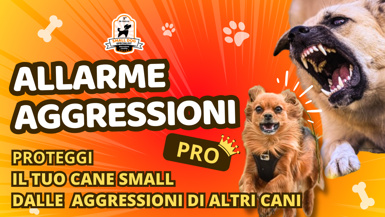 corso anti aggressione pro cani di piccola taglia