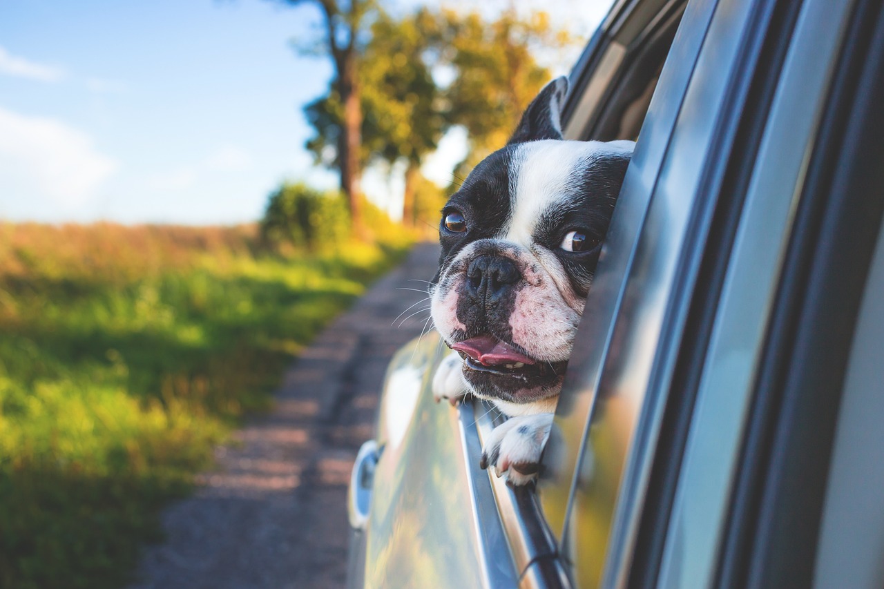 viaggiare con il cane in macchina