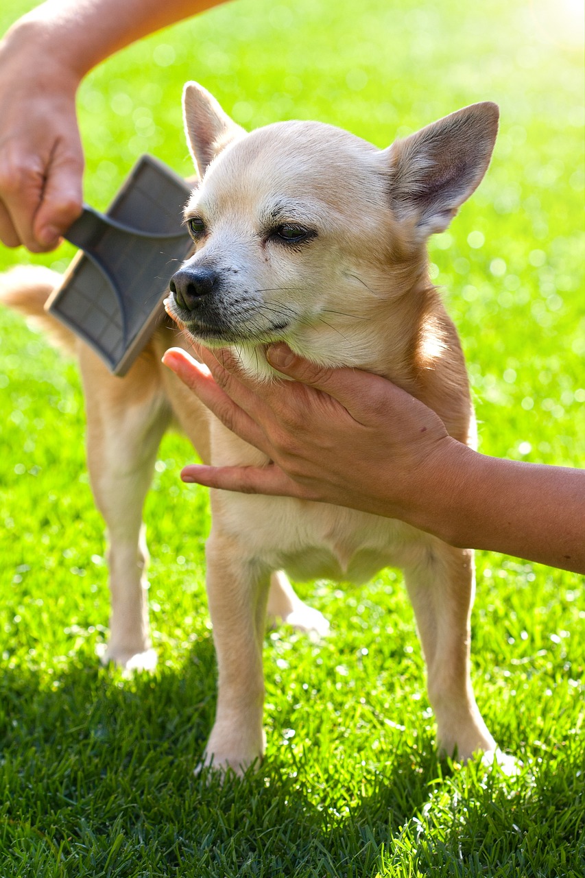 insegnare al cane a farsi spazzolare