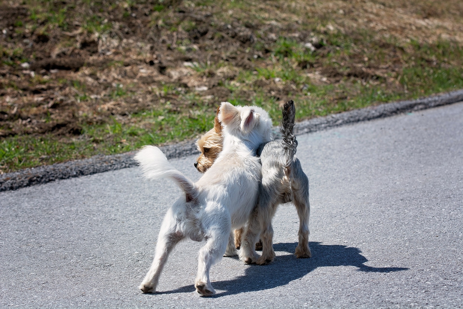 incotto cani liberi