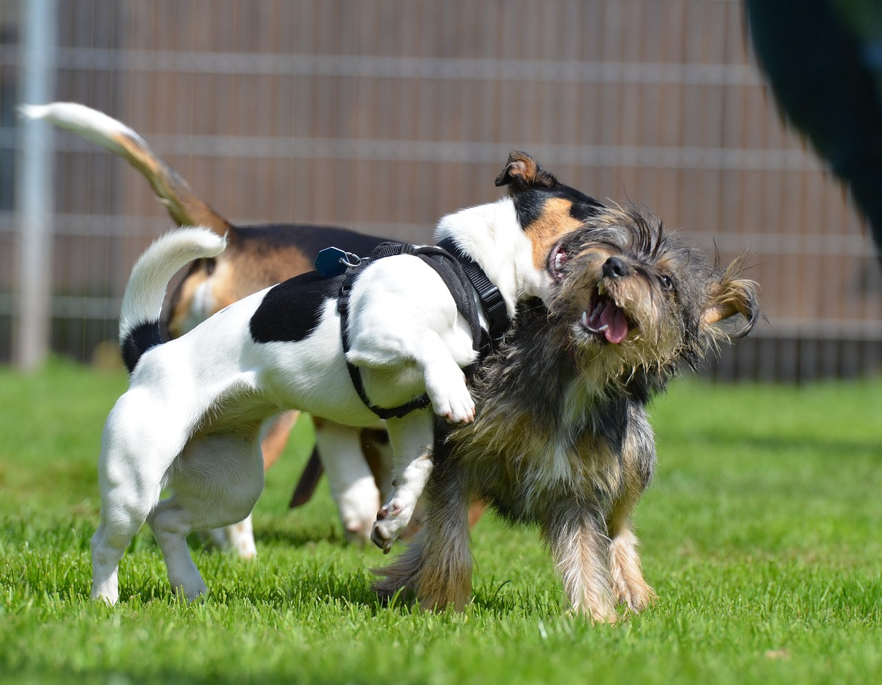 aggressione tra cani