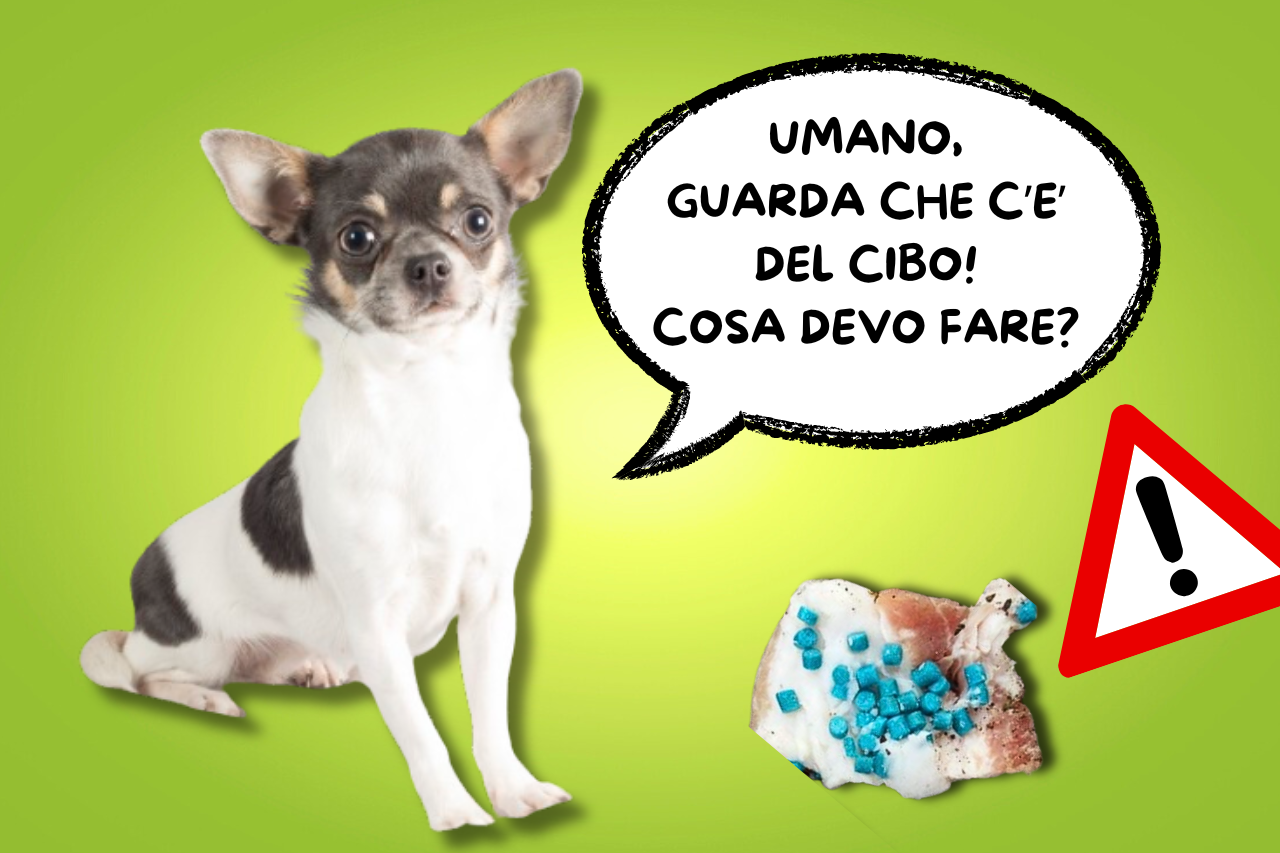 come insegnare al cane a lasciare a comando