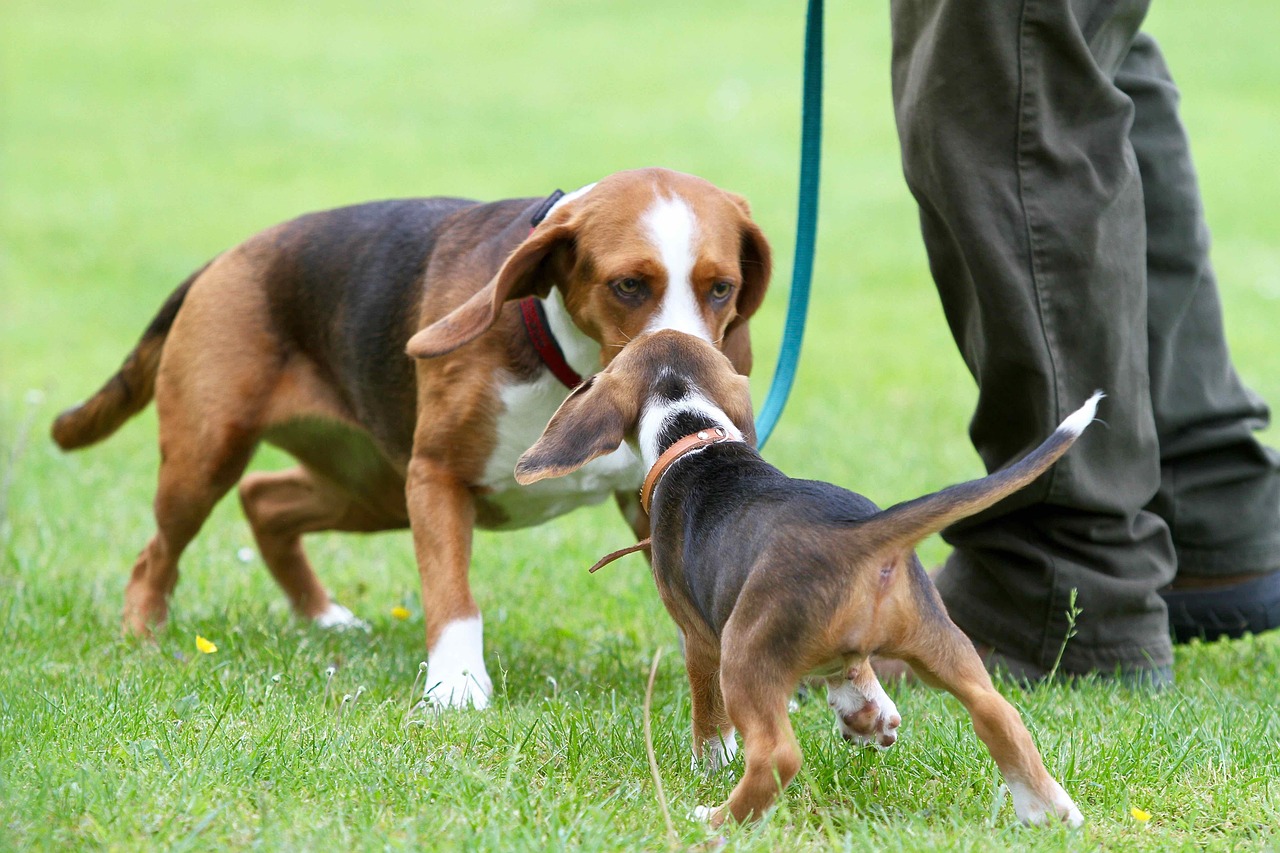 incontro cane libero cane al guinzaglio