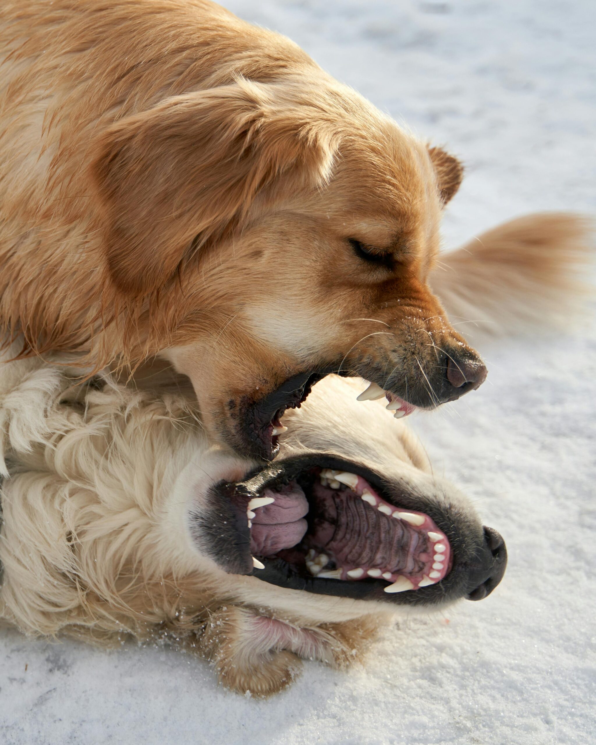 cane aggressivo come capire